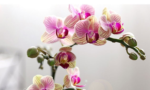 進(jìn)口蘭花鮮花手續(xù)代理