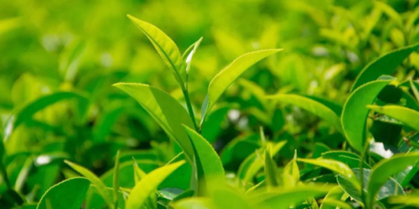 茶葉出口有哪些流程和注意事項