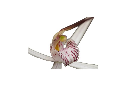 蘭花進出口批文代辦手續(xù)
