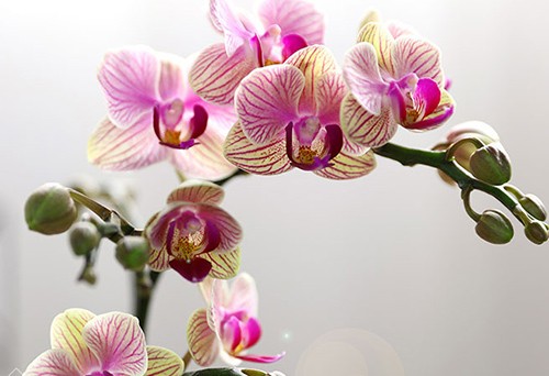 蘭花鮮花進口手續(xù)代理