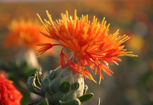 中藥材紅花進出口代理