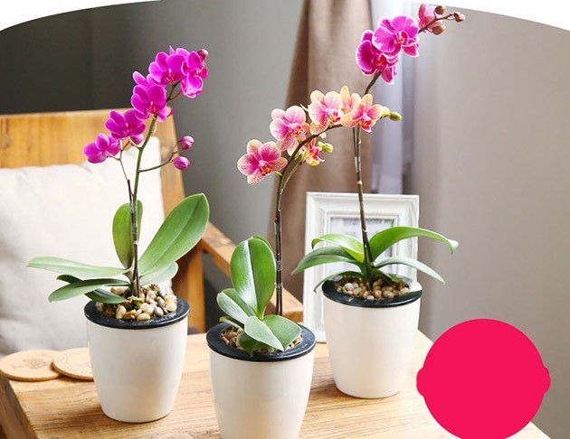 蘭花鮮花進(jìn)口手續(xù)代理商