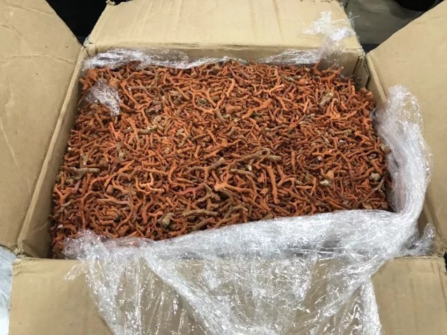 紅珊瑚案件